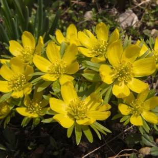 Eranthis hyemalis